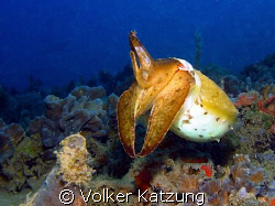 Cuttlefish by Volker Katzung 